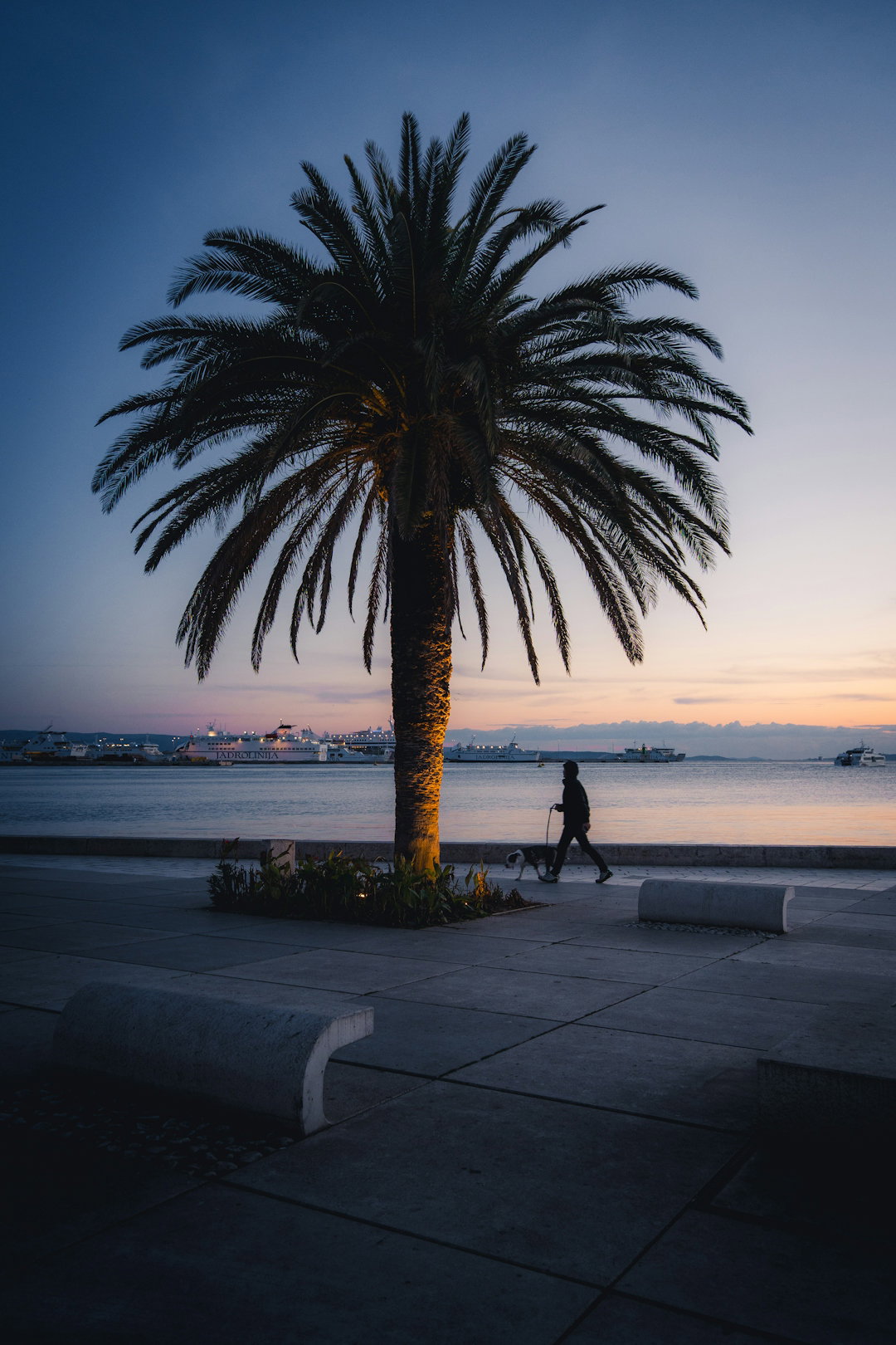 Silhouetted person walking dog past illuminated palm tree at dusk